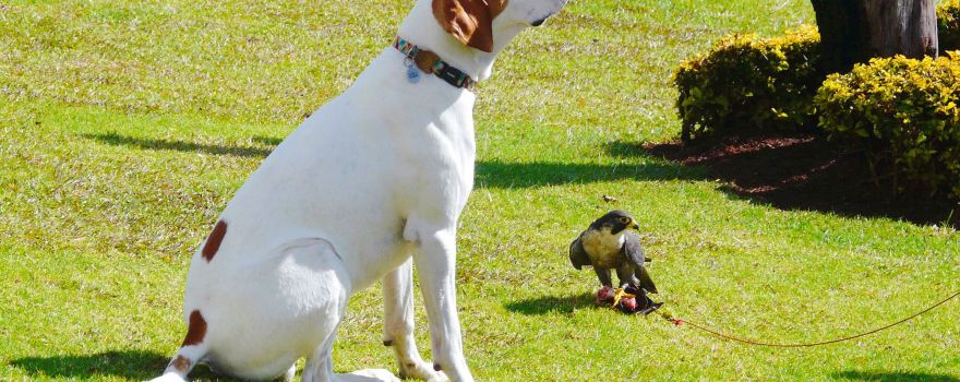 Falcon Ridge - Bird Of Prey Centre