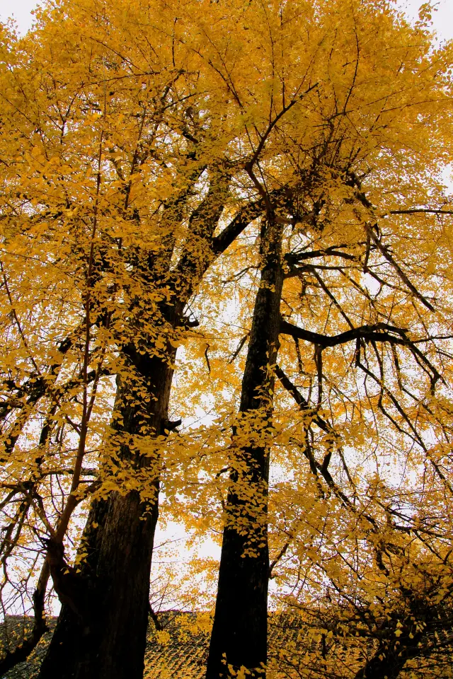 Ginkgo Viewing in Lingchuan