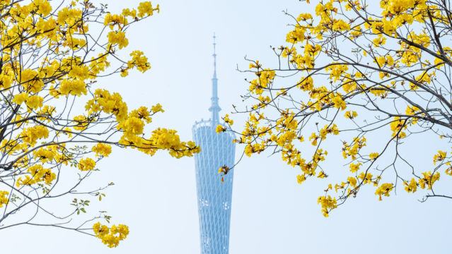 Yellow Bell Viewing in Guangzhou