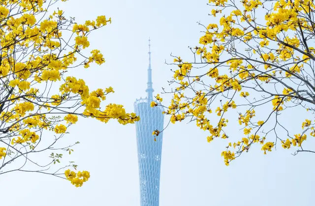 Tabebuia Chrysotricha Viewing in Guangzhou