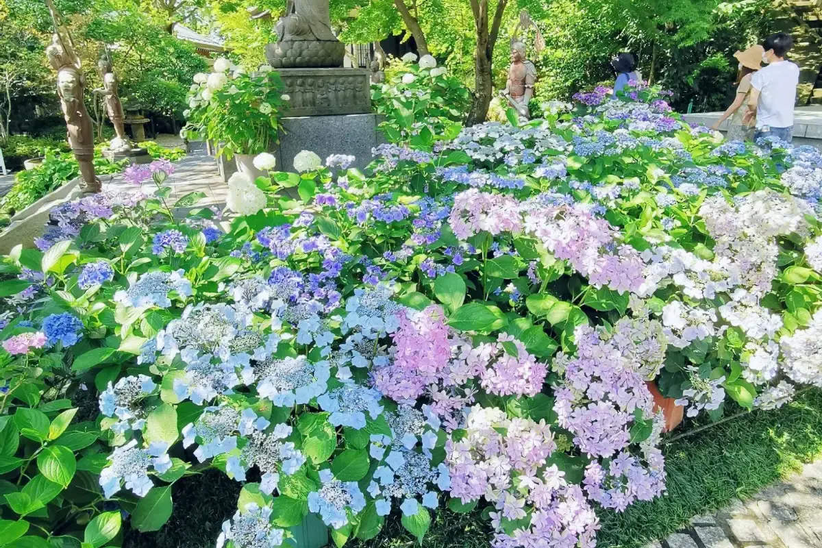 繡球花 | 長谷寺
