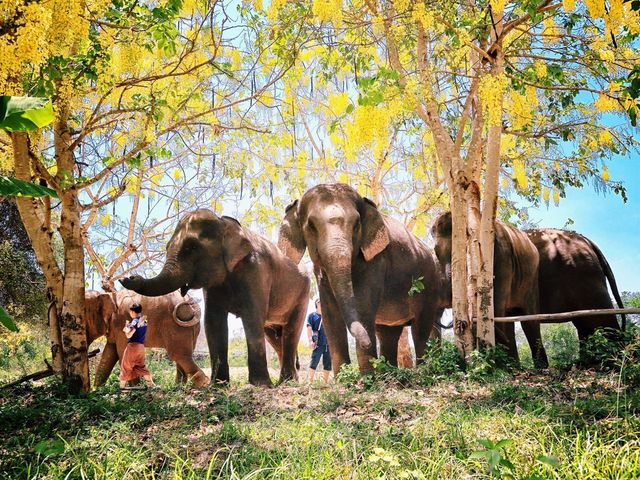  Volunteer at the ElephantsWorld