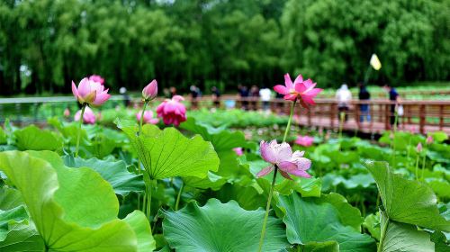 Weishan Wetland Park