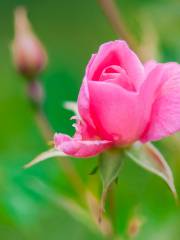 Pethybridge Rose Garden