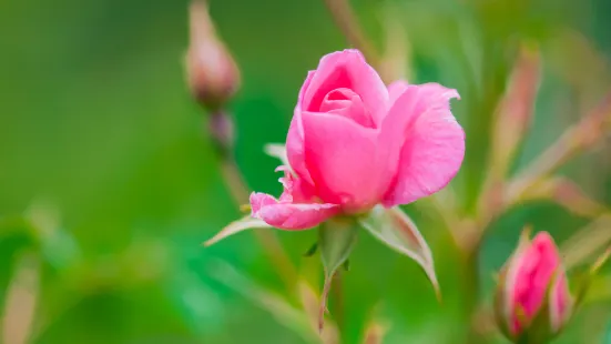 Pethybridge Rose Garden