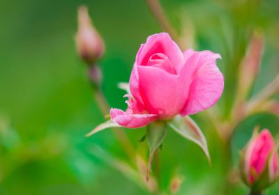 Pethybridge Rose Garden