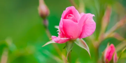 Pethybridge Rose Garden
