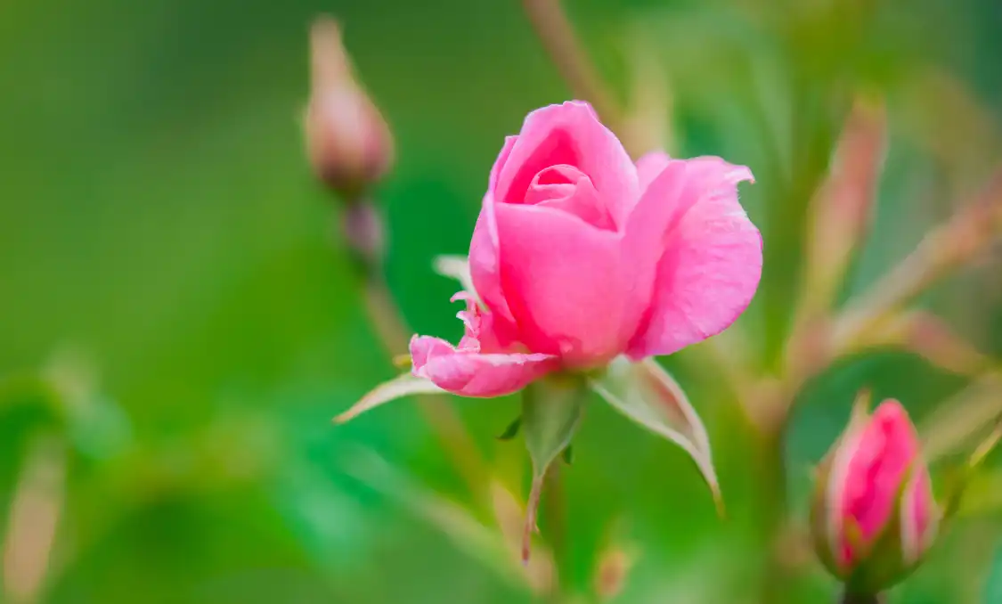 Hotels near Pethybridge Rose Garden