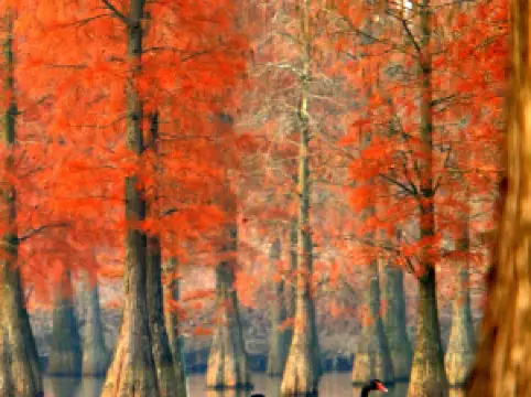 Chishan Lake National Wetland Park