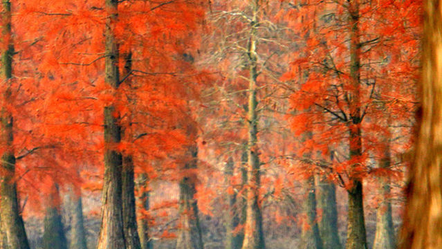 Chishan Lake National Wetland Park