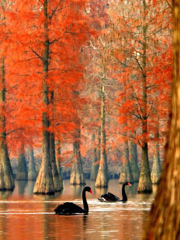 Chishan Lake National Wetland Park