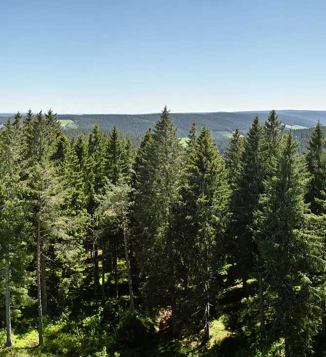Black Forest