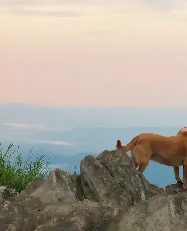 โรงแรมที่มีบาร์ในนอร์ทแคโรไลนา สหรัฐอเมริกา