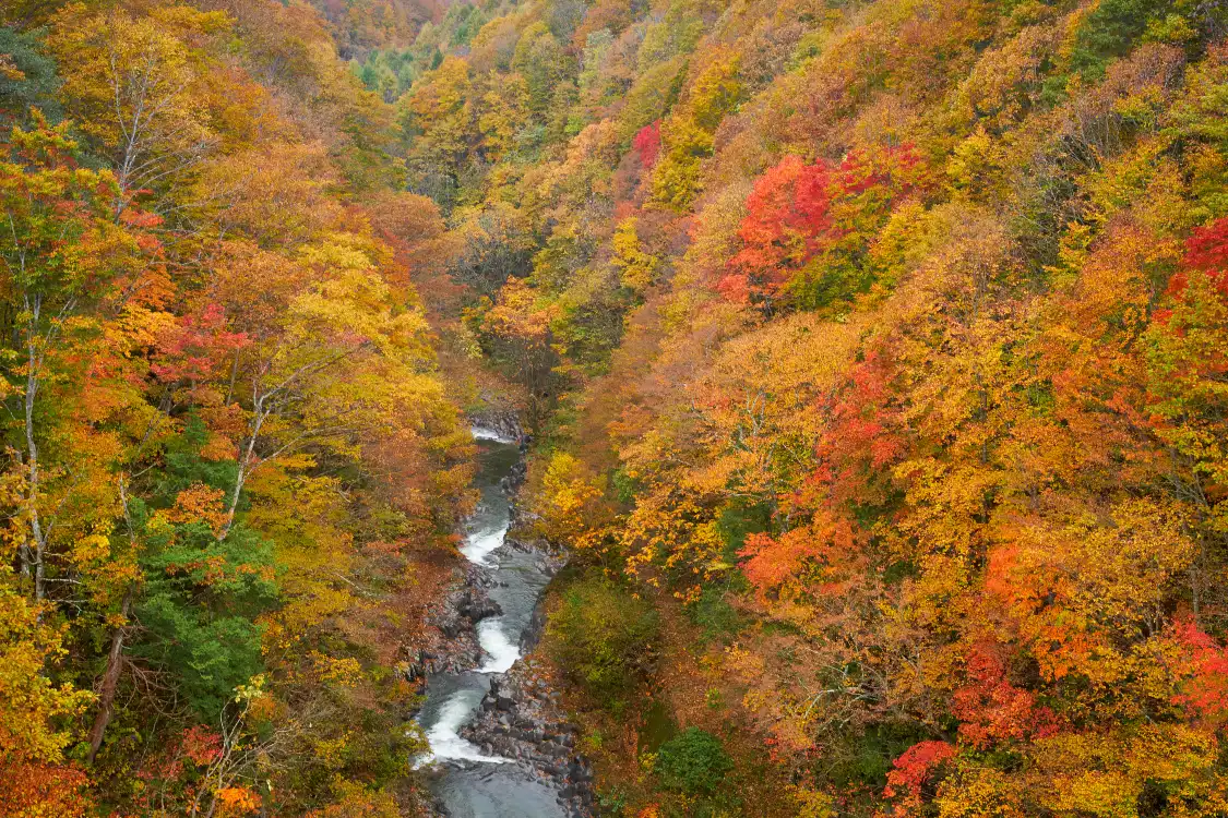 Hotels near Nakatsugawa Valley