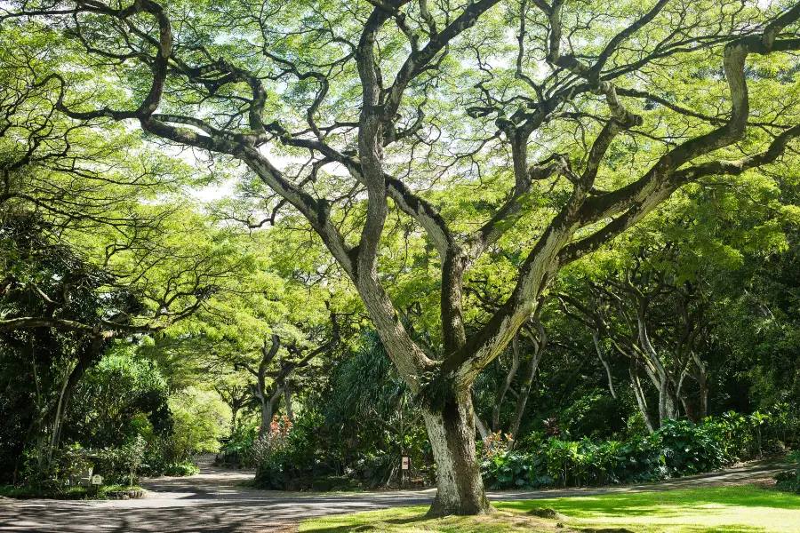 Waimea Valley