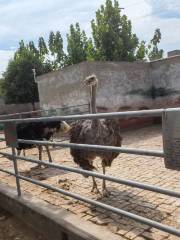 亳州野生動物園