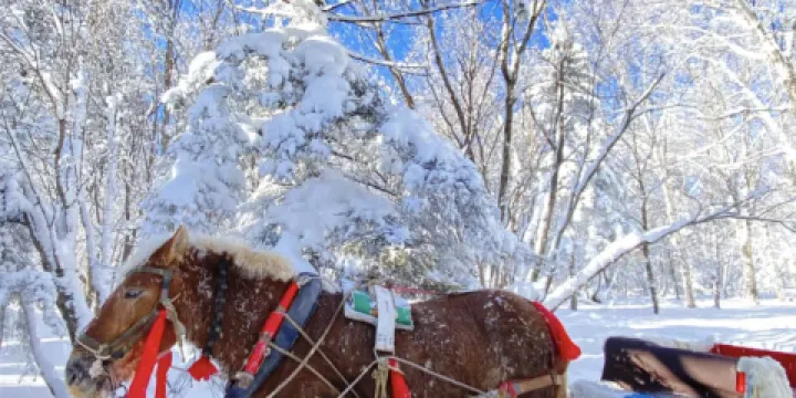 亚布力景观大道