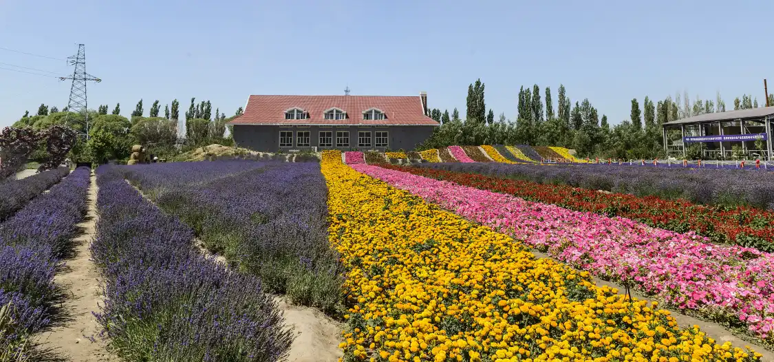 Hotels near Colorful Valley Lavender Base