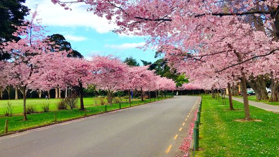 The Victoria Esplanade