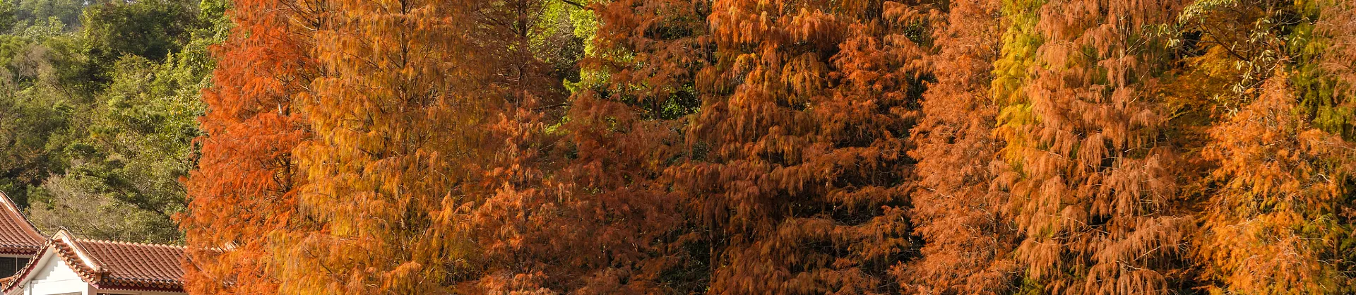 Fall Viewing Attractions