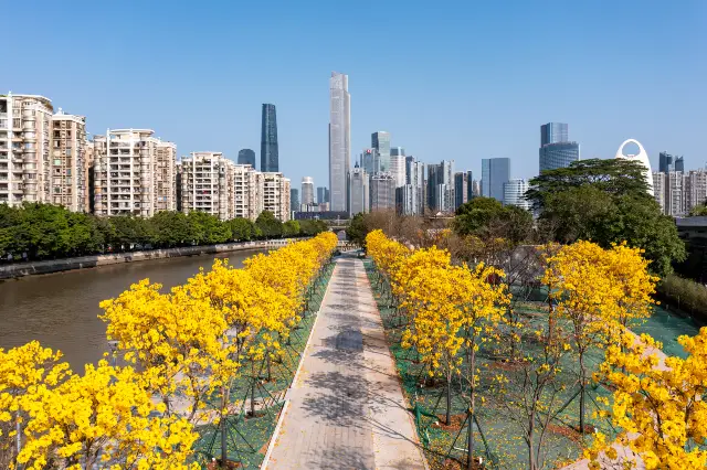 Tabebuia Chrysotricha Viewing in Guangzhou