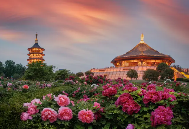 Peony Viewing in Luoyang