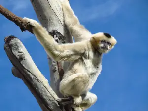 zoo di Denver