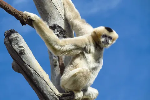 Denver Zoo