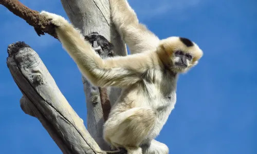 Denver Zoo