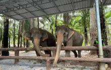 Krabi Elephant Shelter