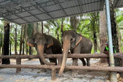 Krabi Elephant Shelter