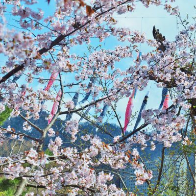 定山溪溫泉溪流鯉魚旗 | 札幌