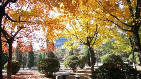 Hongtong Dahuaishu Ancestor Memorial Garden attraction in Linfen