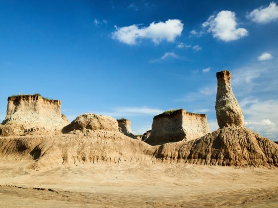 Datong Soil Forest