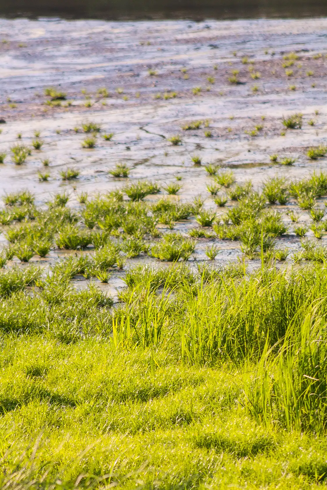 Hotel in zona Grass Sea