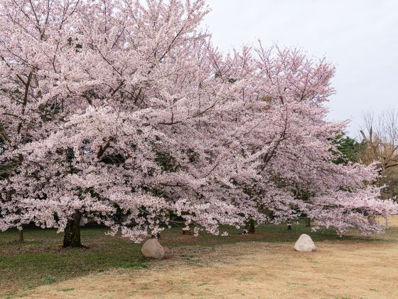 千葉公園