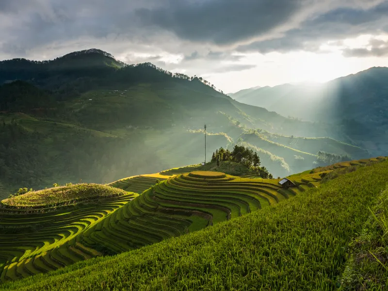 Sapa