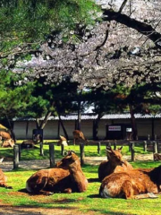 唐韻生態旅遊區