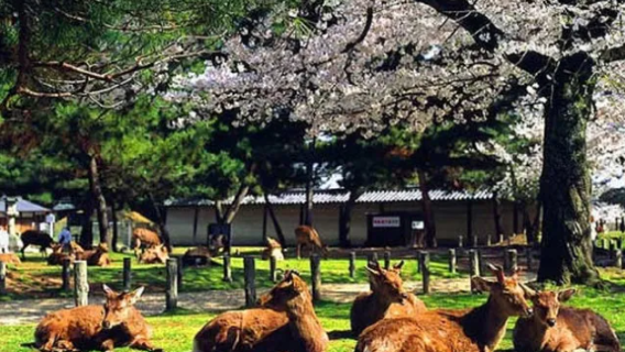 tang yun sheng tai lv you qu