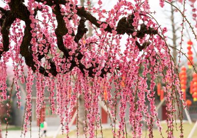 乾芸梅園