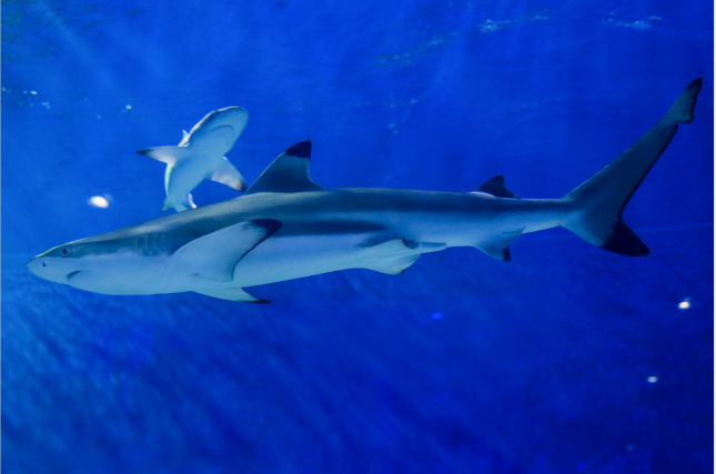 Nanning Polar Ocean World