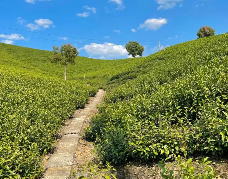 安吉白茶觀景平台