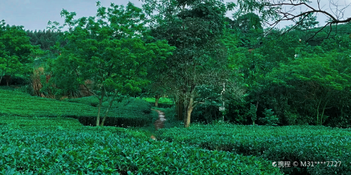 Guangxi Nongken Guoyou Daming Mountain Farm