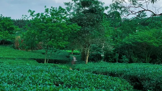 大明山茶場