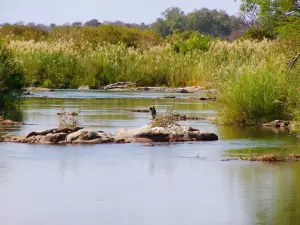 Wildlife Safari