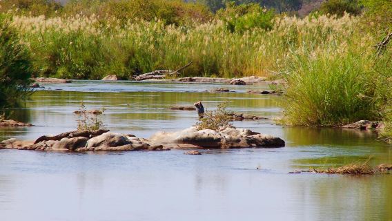 Wildlife Safari