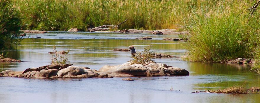 Wildlife Safari
