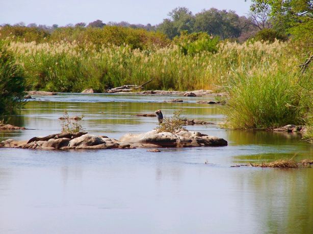 Wildlife Safari