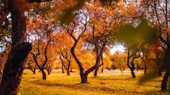 莫斯科卡洛明斯科亞莊園+謝爾吉耶夫+彼得小屋+玩具博物館一日