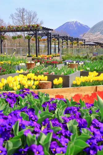 Tottori Hanakairo Flower Park